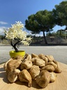 İriboy Kuru İncir (1kg)