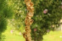 Dolmalık Kabak Kurusu