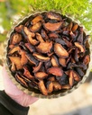 Mürdüm Erik Kurusu (100gr)